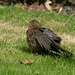 Herbs garden birds, juvenile Blackbird