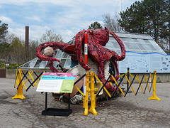 Octavia the Octopus (1) - 15 May 2019