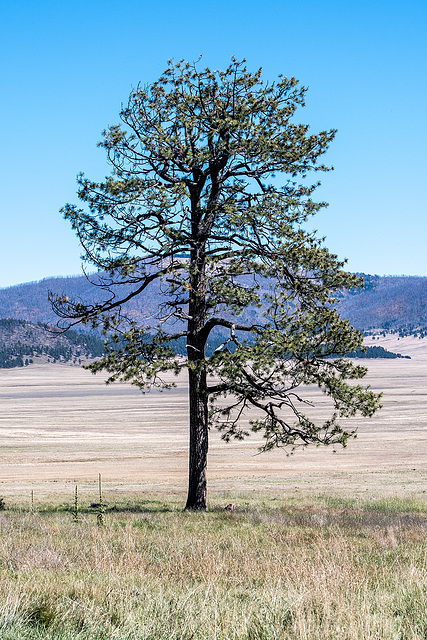 A lone tree in Valles caldera