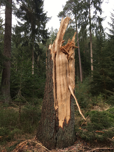 Sturmschaden in den Lohbergen