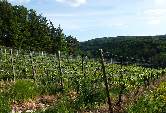 Weinberge bei Bachem