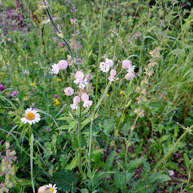 Gewöhnliches Leimkraut ((Silene vulgaris)