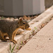 squirrel with peanut 2
