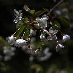 Cerisier