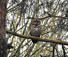 Tawny Owl - Strix aluco