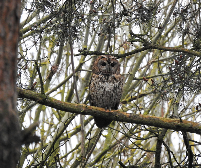 Tawny Owl - Strix aluco