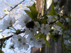 SoS[25] - Cherry blossom {5 of 8}