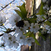 SoS[25] - Cherry blossom {5 of 8}