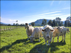 Des charolaises dans le Haut-Jura