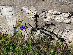 Shadow On The Wall   ... HWW !