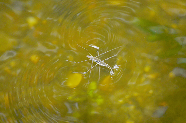 Спаривание Водомерок / Mating Pair of Pond Skaters / Gerridae