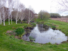 Full Day Two of pond clearing: ready for 250 kgs aquaplancton next week...