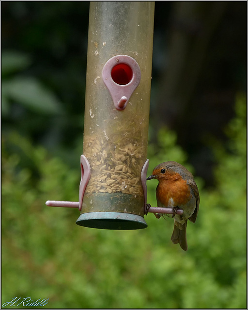 Herbs garden birds, Robin