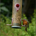 Herbs garden birds, Robin