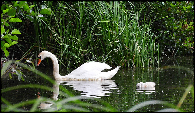 Family Swan  (2)