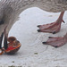 Juvenile herring gull enjoys a raw clam
