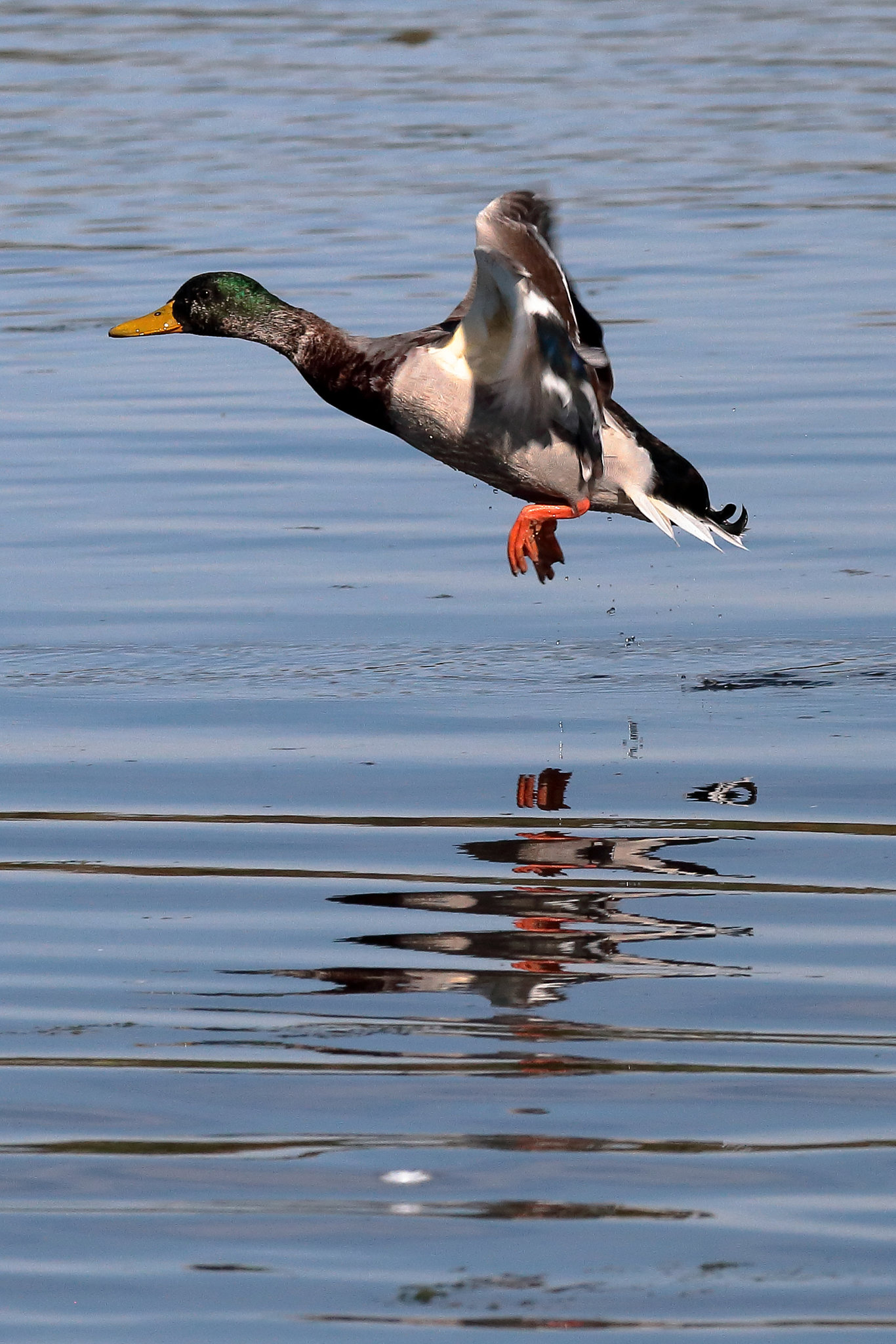 EOS 6D Peter Harriman 10 51 30 02653 Mallard dpp