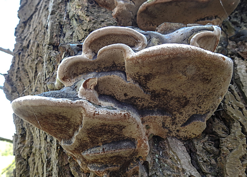 20200408 7086CPw [D~MI] Grauer Feuerschwamm (Phellinus igniarius), Großes Torfmoor, Hille