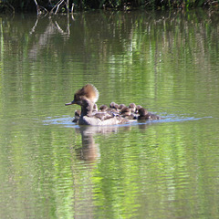 Hooded merganser w/ ducklings