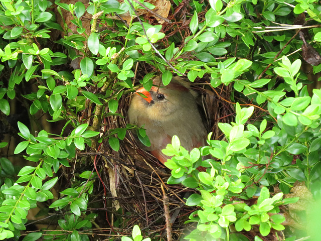 Cardinal on nest