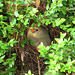 Cardinal on nest