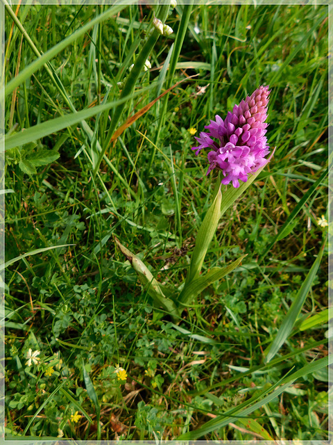 Pour la journée du déconfinement , visite aux Orchis ............