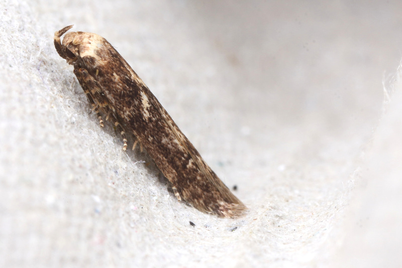 Moth IMG 4268