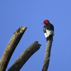 Red-headed woodpecker