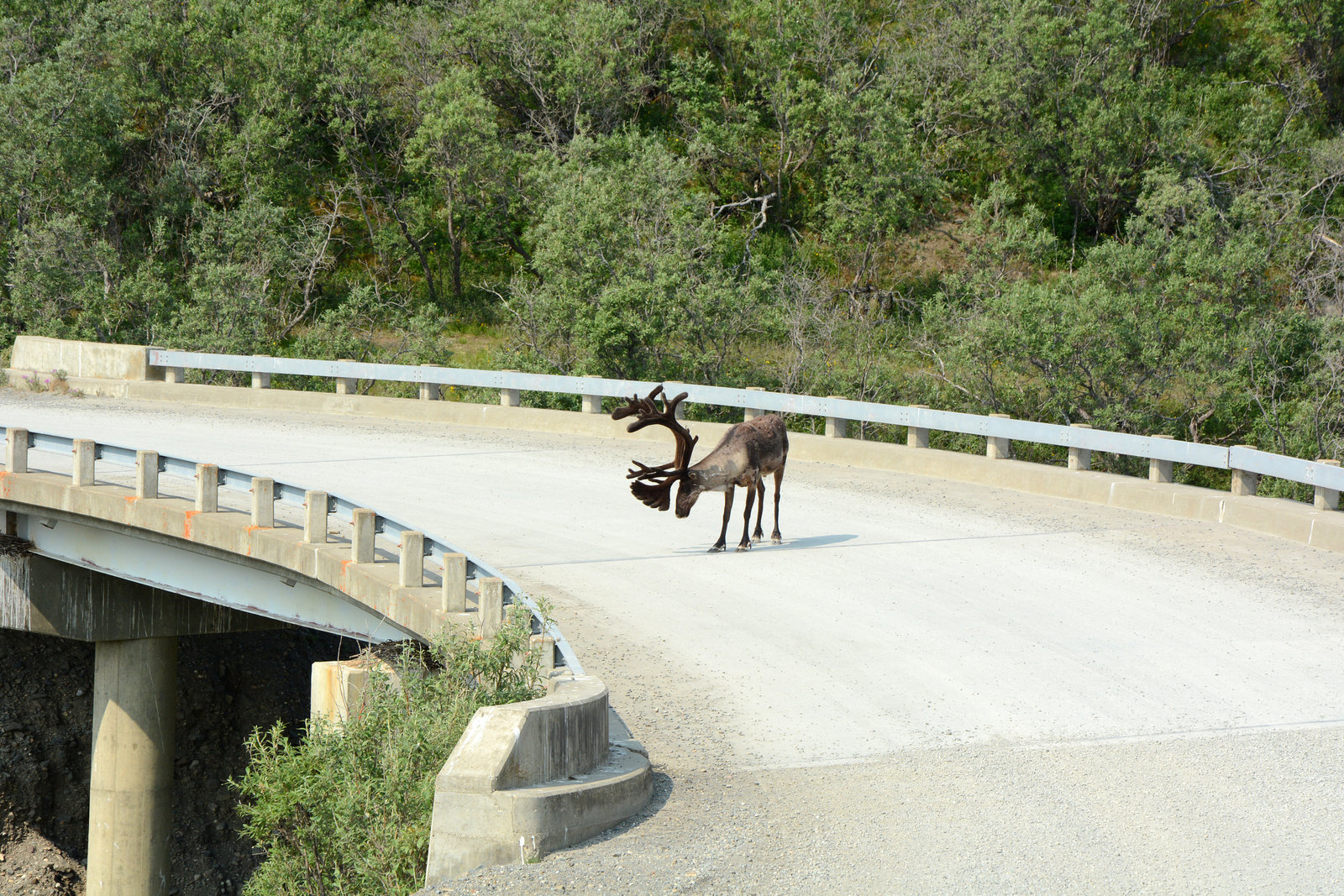 Alaska, Caribou on the Bridge