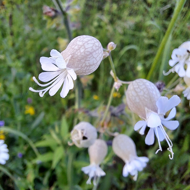 Gewöhnliches Leimkraut ((Silene vulgaris)