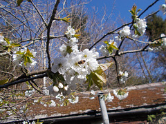 SoS[25] - Cherry blossom {6 of 8}