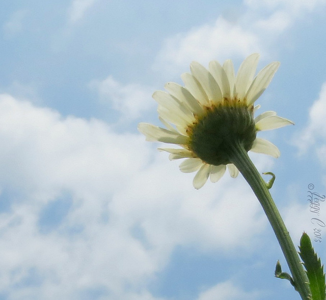 Marguerite ..