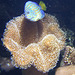 230 Seeanemone mit ihrem Fisch