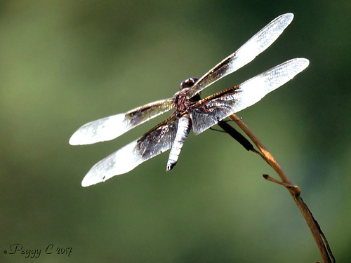 Widow Skimmer ..