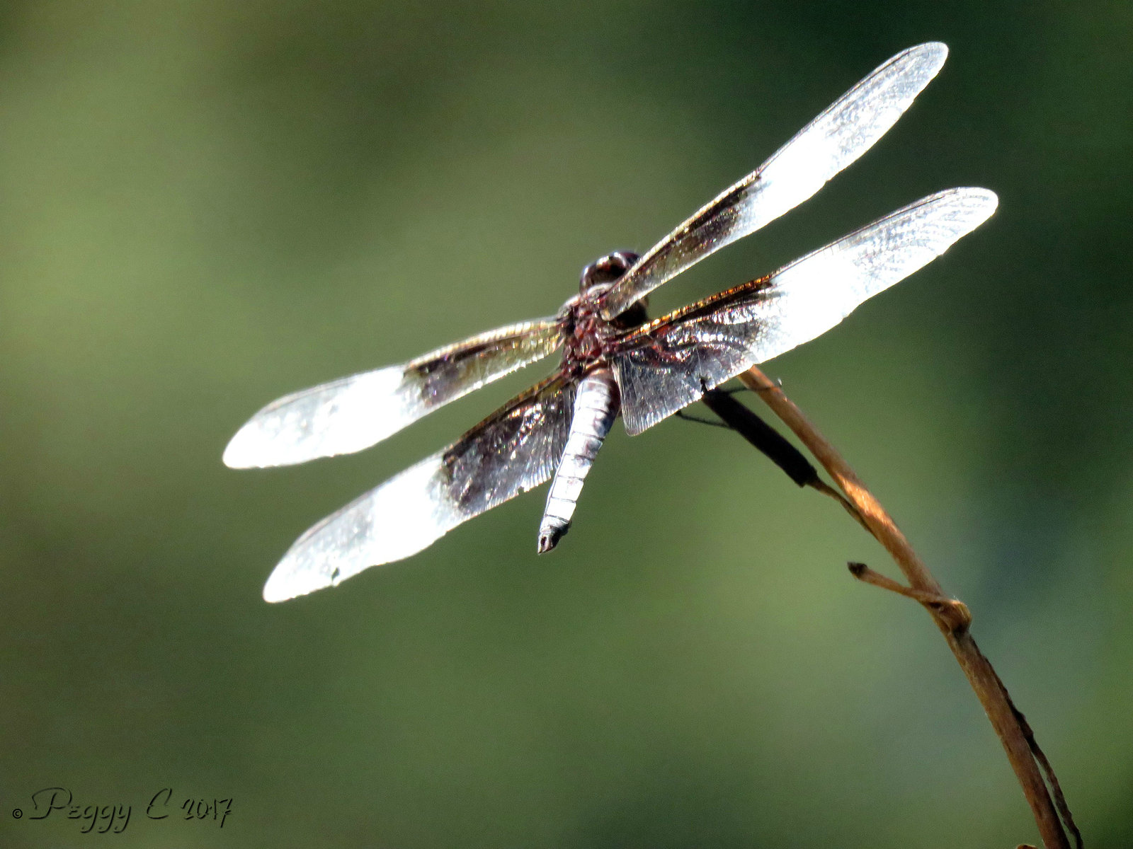 Widow Skimmer ..