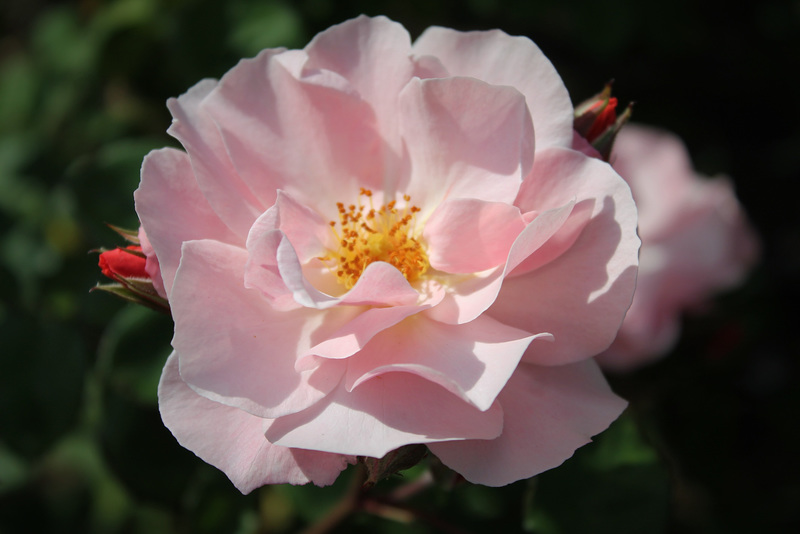 rose de Gerberoy