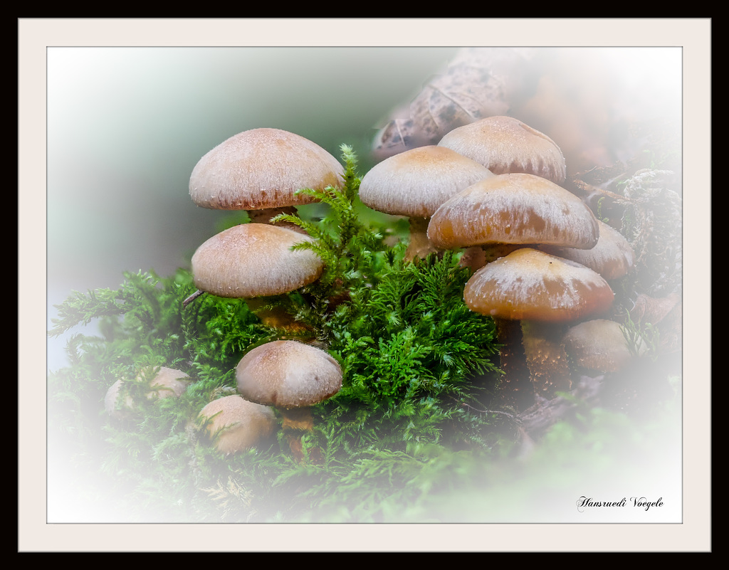 Stock Pilze