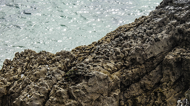 20190614 5173CPw [R~GB] Trottellummen, Castlemartin Range, Wales