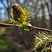 20200408 7088CPw [D~MI] Grau-Weide (Salix cinerea), Großes Torfmoor, Hille