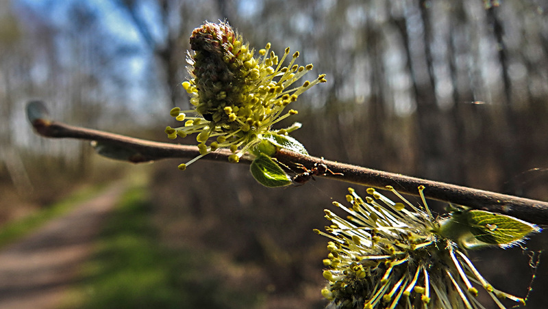 20200408 7088CPw [D~MI] Grau-Weide (Salix cinerea), Großes Torfmoor, Hille