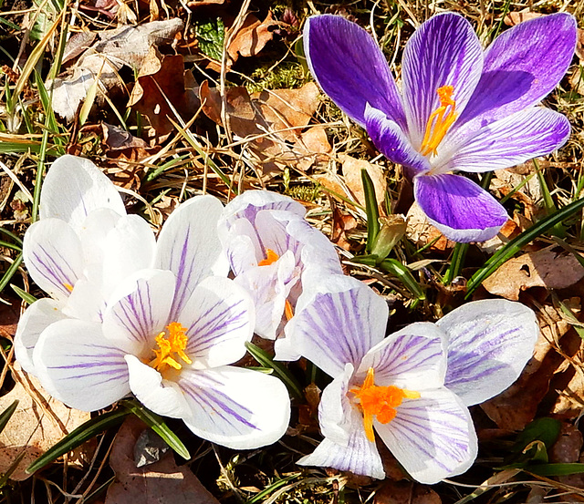 Krokus -sind Frühlingsboten