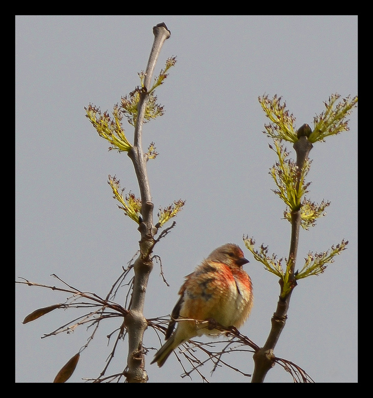 linotte mélodieuse et bourgeons de frêne