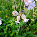 Gewöhnliches Leimkraut ((Silene vulgaris)