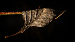 Wenn die Blätter ihre Frische verlieren :))  When the leaves lose their freshness :))  Quand les feuilles perdent leur fraîcheur :))