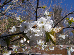 SoS[25] -  Cherry blossom {7 of 8} : Bee happy !