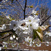 SoS[25] -  Cherry blossom {7 of 8} : Bee happy !