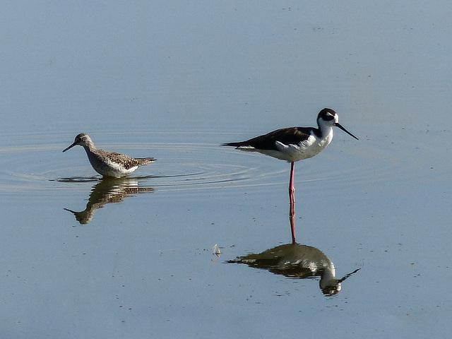 Black-necked Stilt