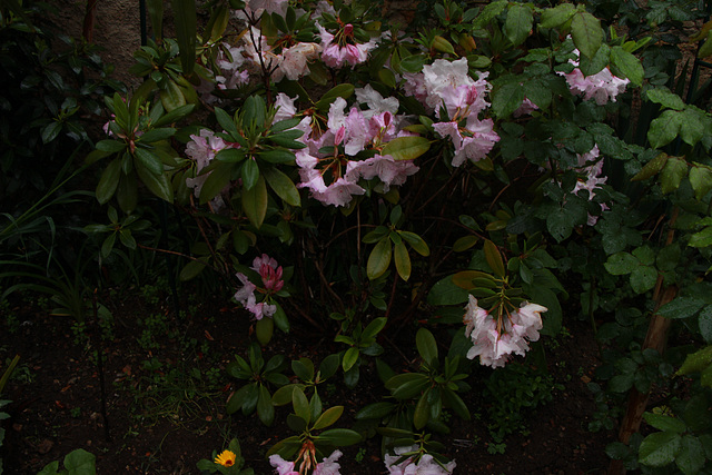 la pluie pèse lourd sur ses fleurs  "salutation"