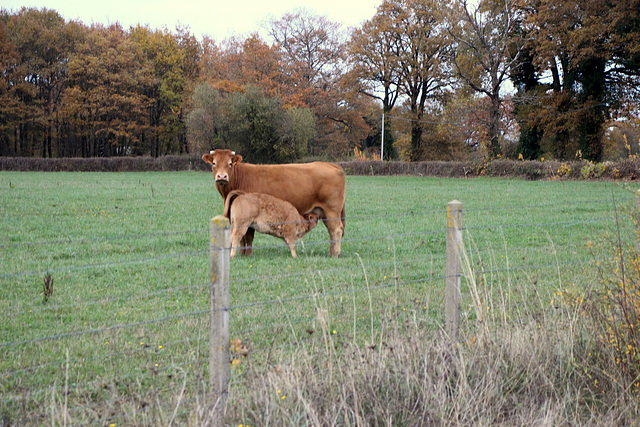 Veau sous la mère