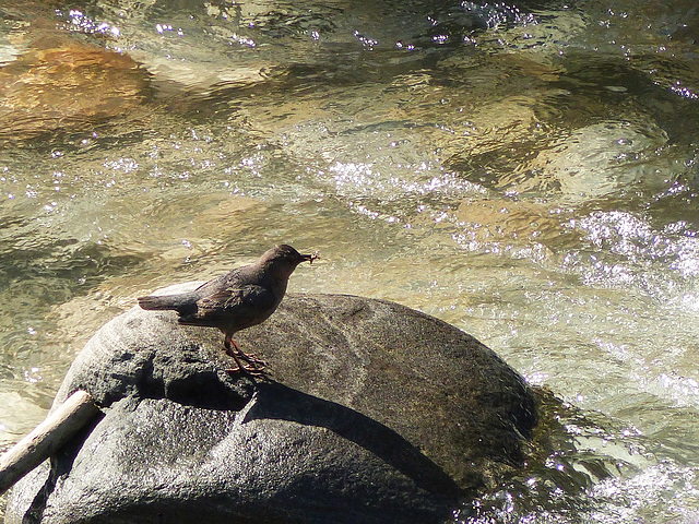 American Dipper / Cinclus mexicanus